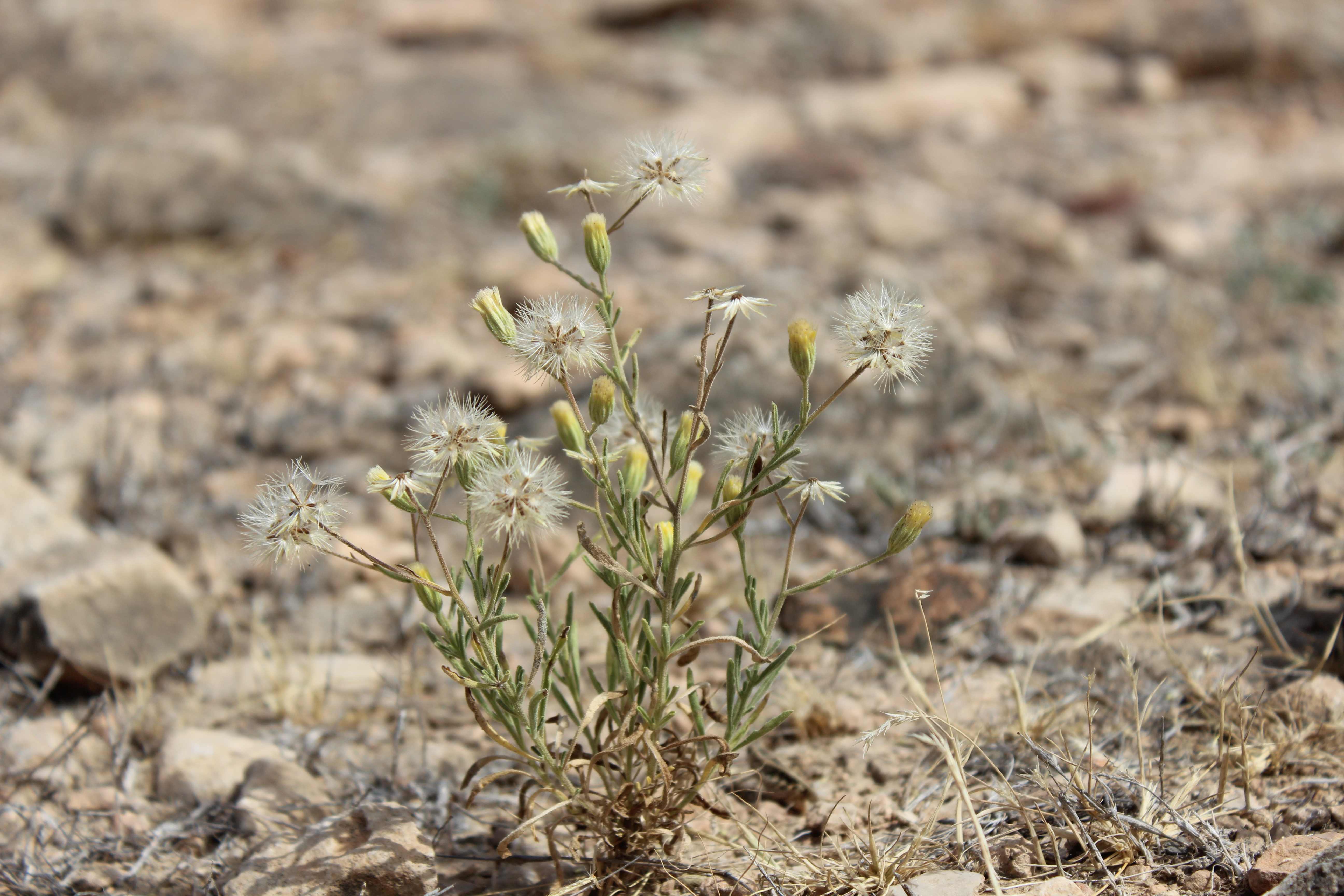 Plant Image